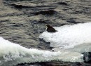 Koskikara_white-throated dipper 3 * ASCII * 800 x 580 * (790KB)